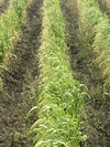 小麦の薄力粉1800g 桜島の恵み 無農薬 無肥料 除草剤不使用