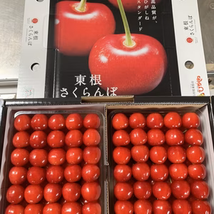 【贈答、プレゼント用】数量限定‼︎佐藤錦発祥の地。山形県東根産佐藤錦1kg 