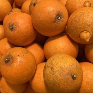 最終〜！訳アリ！ 『浜ノまどんな』！4kg！　