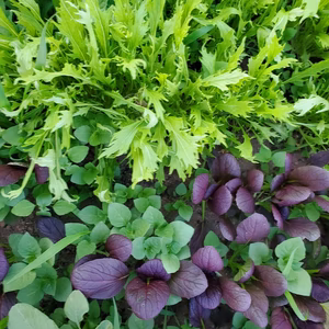 JAS有機高原野菜をレターパックでお届け✨信州諏訪湖の畔から