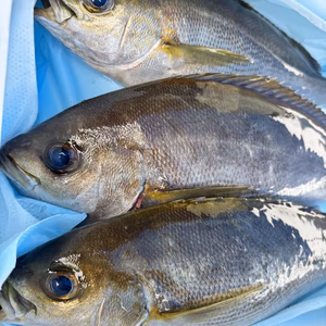旬の魚をぜひ✨活け〆天然イサギ！獲れ次第発送です！