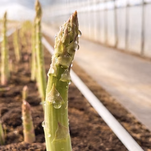 ‼️激太&激甘&お得‼️早朝に採れた北海道のプレミアムアスパラ