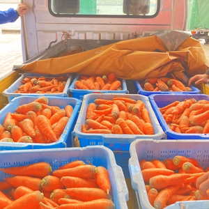 高知県産　人参訳ありB品