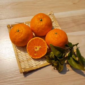 味濃厚　贈答カラマンダリン　５㌔　４/15～発送