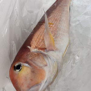 獲れたら発送【神経締め】赤甘鯛