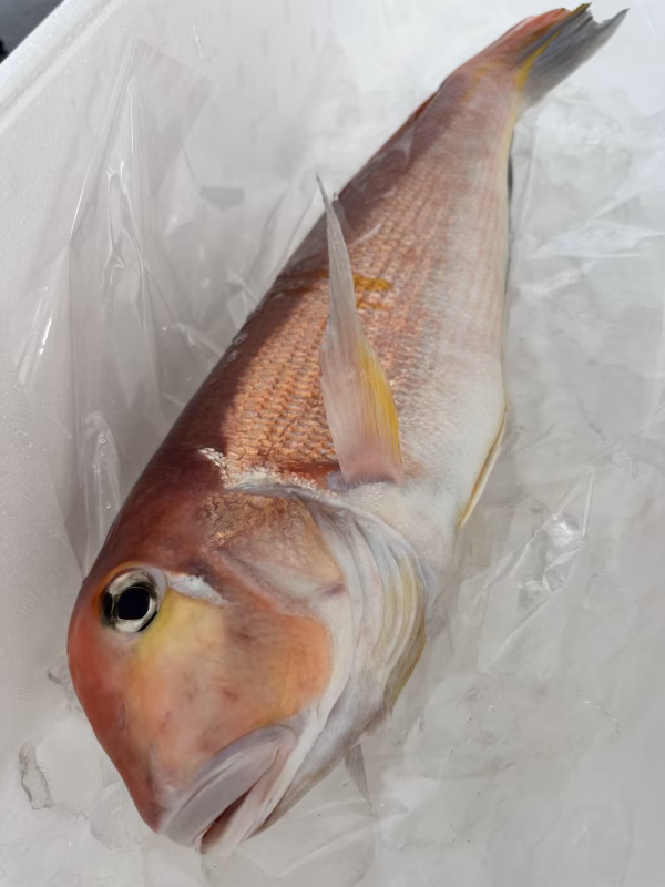 獲れたら発送【神経締め】赤甘鯛