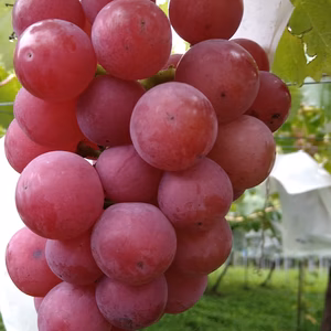 新品種【サマークイーン】お試し 2房