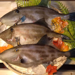 【刺身用】春の天然ウマヅラハギ 大型3匹（300g以上）【日本海】【深浦】 【未