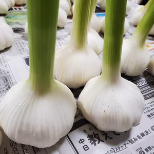 山県産にんにく