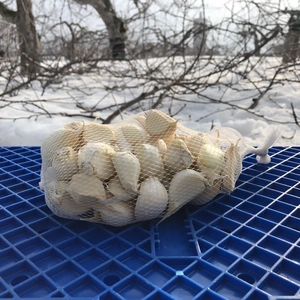 青森県産ホワイト6片にんにく  訳あり品 令和5年度産 バラ 500g～