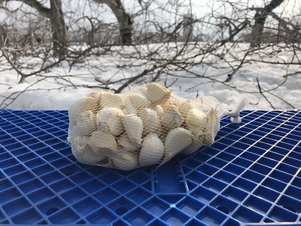 青森県産ホワイト6片にんにく  訳あり品 令和5年度産 バラ 500g～