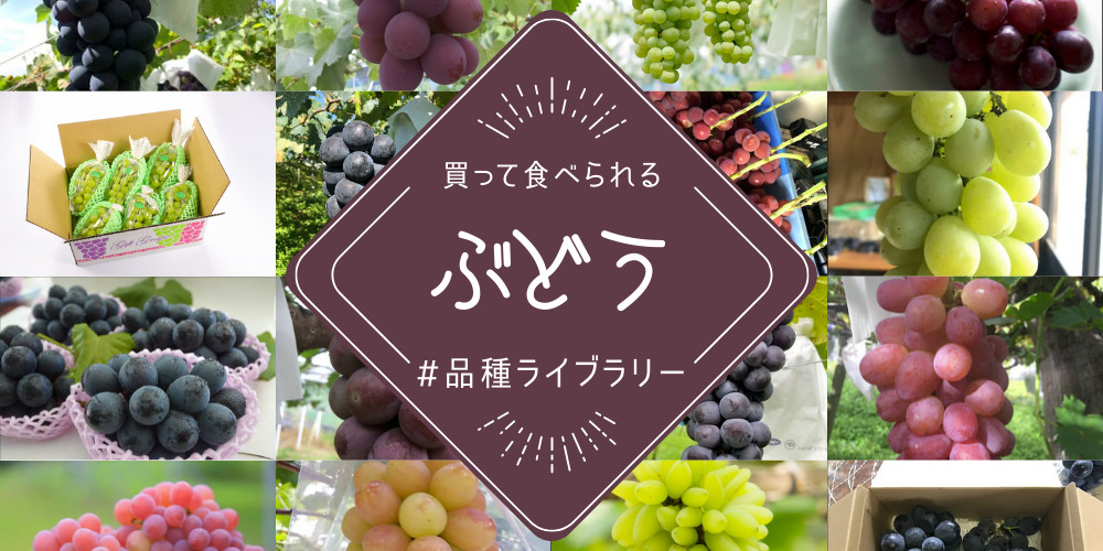 2023年最新】農家直送のぶどう32種類ご紹介🍇買って食べられるぶどう