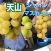 1日発送終了　シャインマスカットと天山　二種セット　家庭用　１キロ～　長野県産