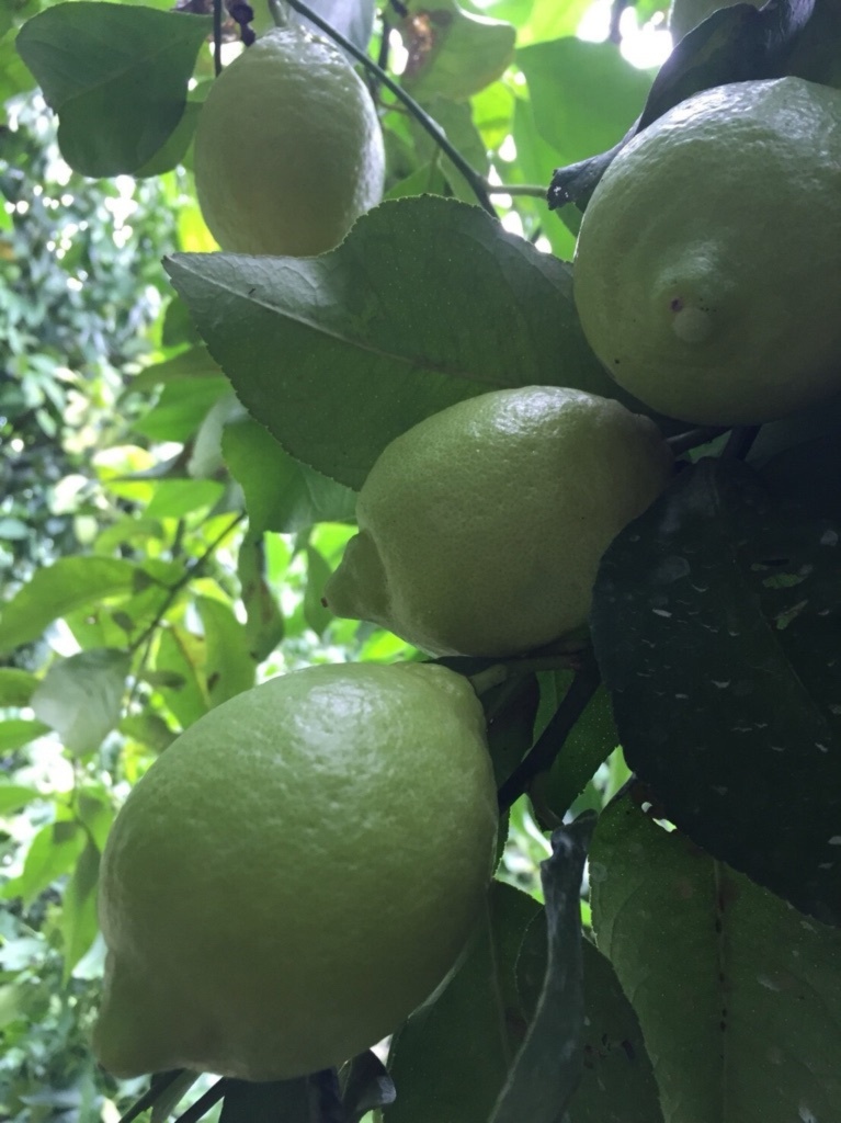 皮まで安心減農薬レモン 農薬約80 削減 慣行栽培比 農家漁師から産地直送の通販 ポケットマルシェ