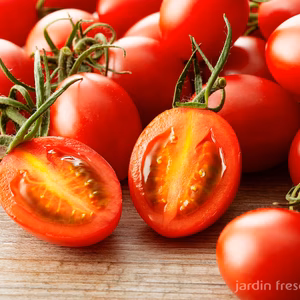 ミニトマト シュガープラム 4kg 糖度10度以上高リコピン(300005)