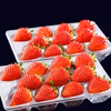 佐賀県産イチゴ さがほのか 220g 2パック入り【冷蔵】