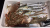 【唐津産】冷凍！加熱用！おまかせ　エビこぎ網鮮魚セット（鱗・内臓・エラ取）