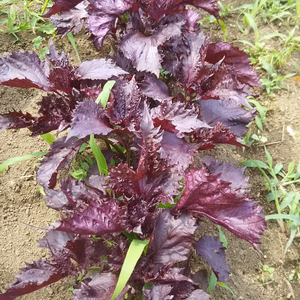 赤紫蘇!!枝ごと5本つき❗野菜セット✨✨子供に食べさせたい❗❗✨✨