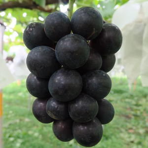 濃厚！ナガノパープル！1房 (350g) × 2パック