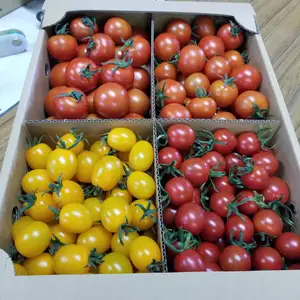 [hi64様限定‼️]4種のトマト3kg【クワトロポルテ】+パプリカ1.2kg.