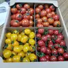 真一厳選❗4種のトマト3kg【クワトロポルテ】