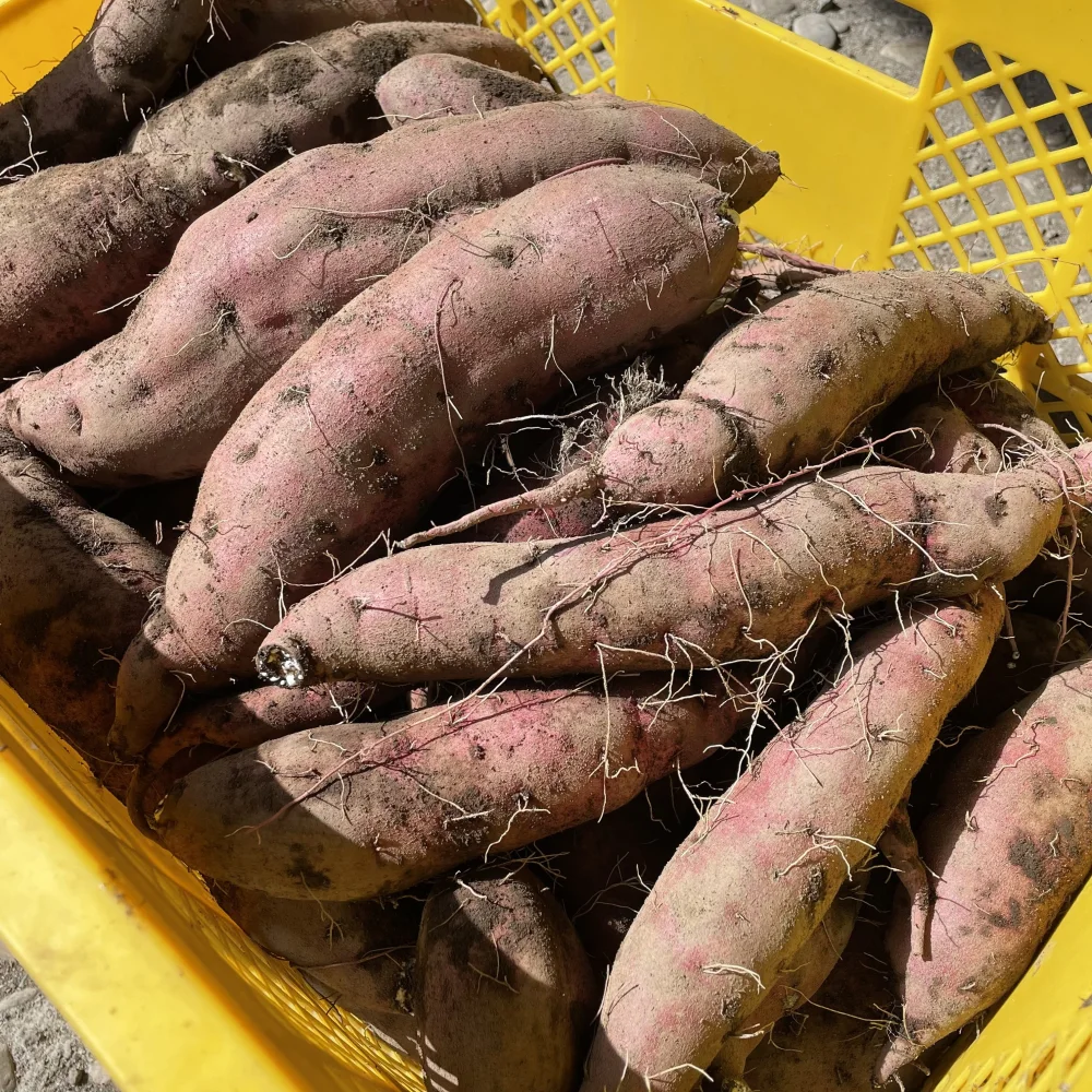新鮮美味しい！旬のお野菜詰め合わせ8〜9種