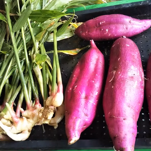 【無農薬】さつまいもと生姜+卵ソムリエの放し飼い自然卵１０個のセ【無化学肥料】