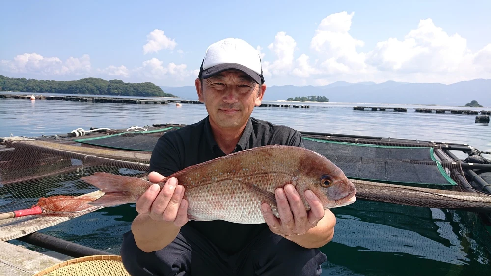 毎週金曜日発送！福井県 敦賀真鯛 厚切りしゃぶしゃぶとアラ1尾分【冷蔵】