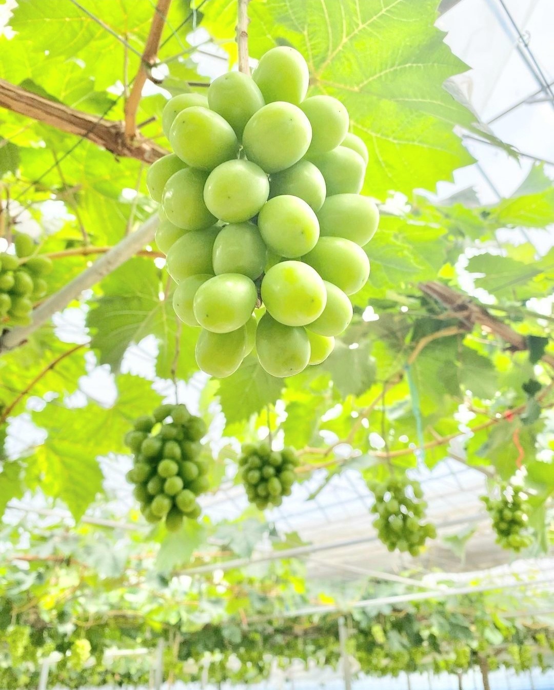 ぶどう農園直送⚠️さま用　vuvvセット ぶどう農園直送⚠️さま用 vuvvセット