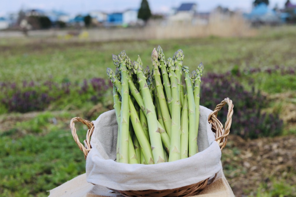 佐瀬農園の会津極上アスパラガス Lサイズ 500g 農家漁師から産地直送の通販 ポケットマルシェ