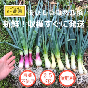 2.５kg自然栽培の美味しい葉玉ねぎ！ご飯が進む！お酒が進む！簡単に美味しい！