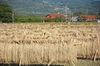 2023年 朝日米玄米　たけ爺ブランド米 栽培期間中無化学肥料・無農薬栽培