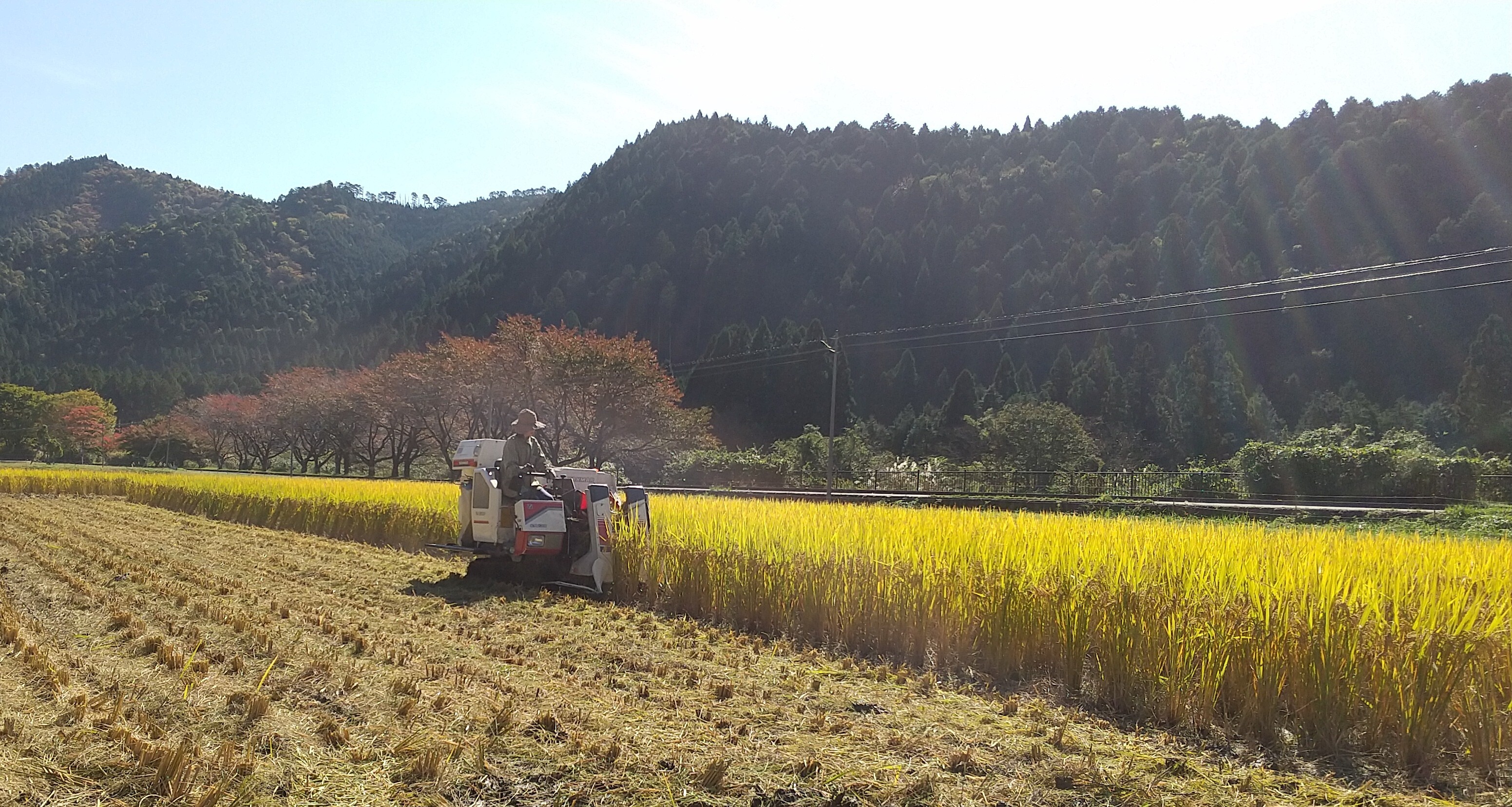 農薬不使用【玄米 丸餅】約800g (20個前後) 京都・美山産  ｜米・穀類の商品詳細｜ポケットマルシェ｜産地直送で旬の食材が生産者(農家・漁師)から届く