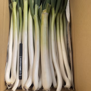 シャキシャキ甘い　長ネギ 訳アリ　40本