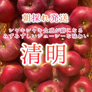 ☆朝採れ発送☆葉採らずりんご　食べきりサイズの“おやつリンゴ“清明"