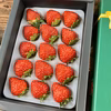 厳選15粒入り　新鮮朝採りいちご