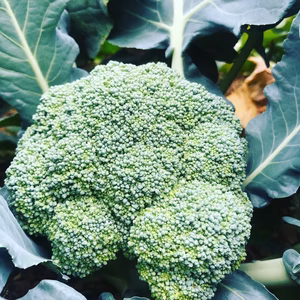 期間限定　農家直送　能登ブロッコリー　訳あり　世界農業遺産の土地