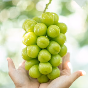 先行予約【長野県主催品評会受賞農園】⭐︎シャインマスカット☆