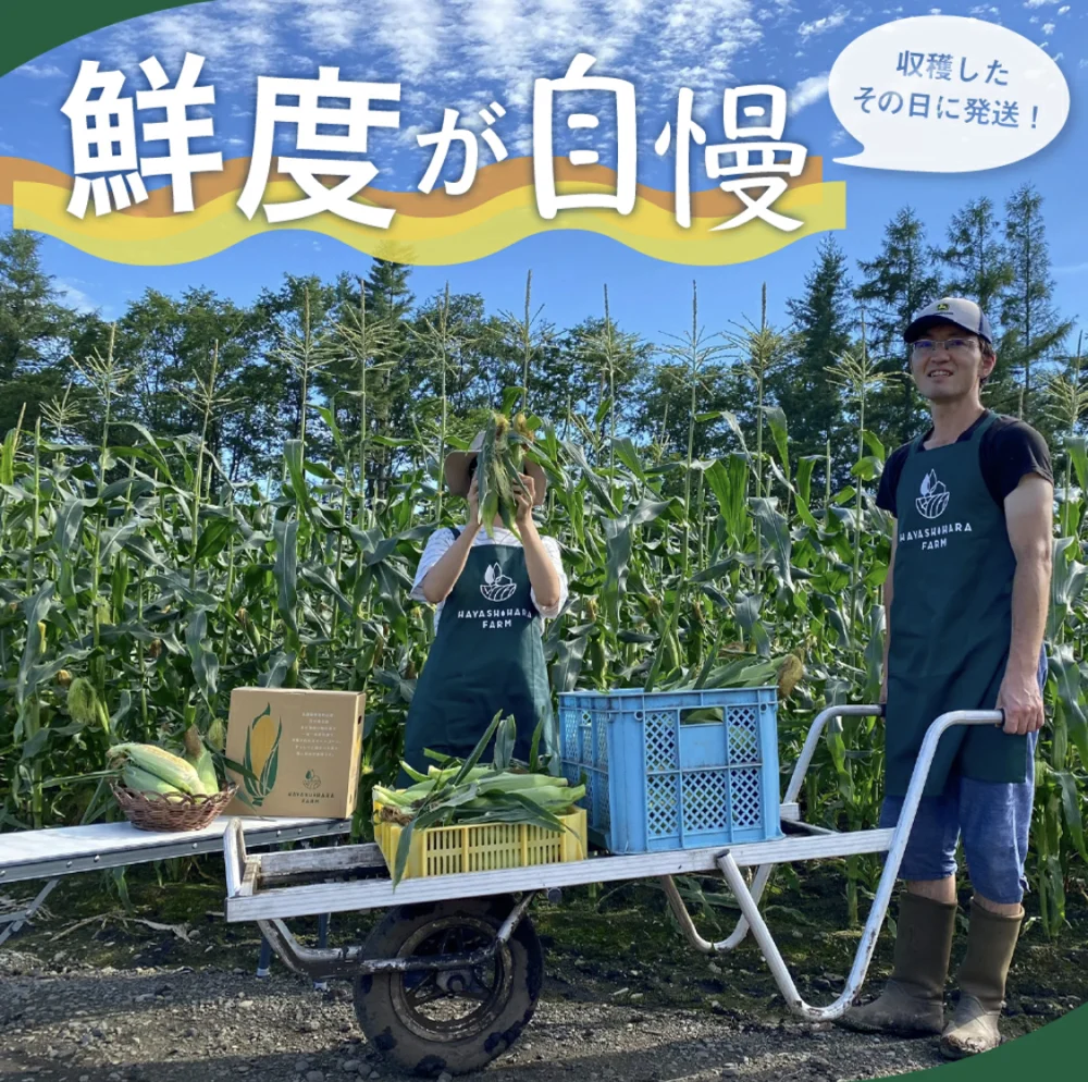【予約限定価格】十勝芽室 極甘ジューシー とうもろこしの王様 2023年8月中旬