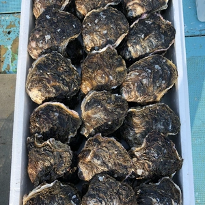 美保湾の岩牡蠣