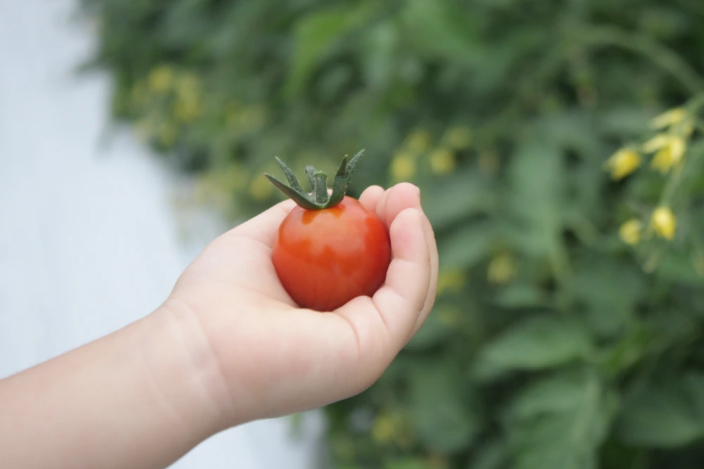 【濃厚薄皮】特栽認証 ミニトマト 1.4kg 青森県産 プチトマト