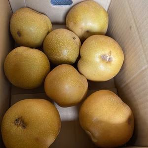 豊水　梨　小傷有り　