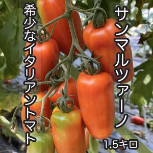希少 国産イタリアントマト サンマルツァーノ 1.5kg