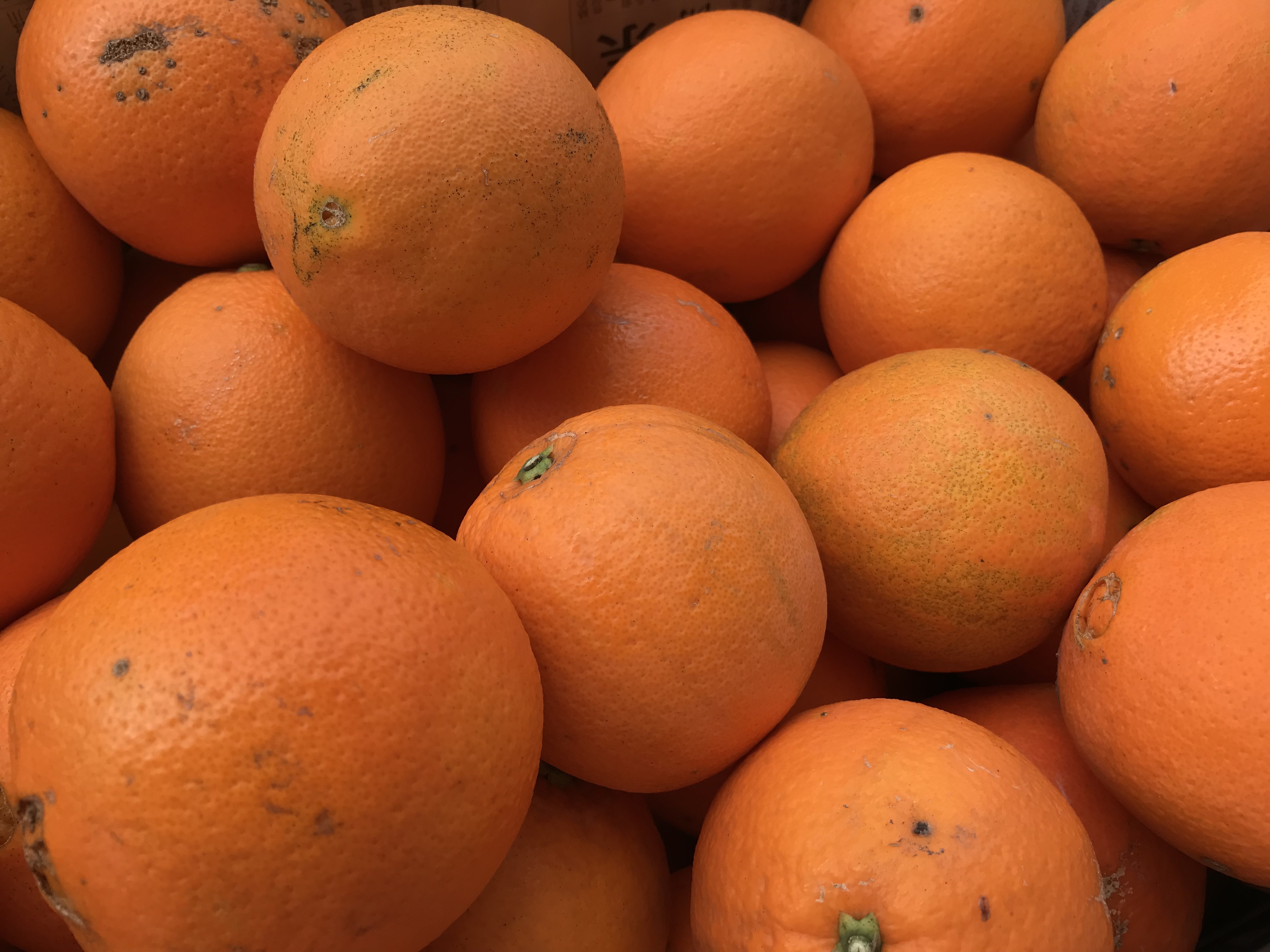 香りも甘みも抜群 ネーブル 5kg 農家漁師から産地直送の通販 ポケットマルシェ