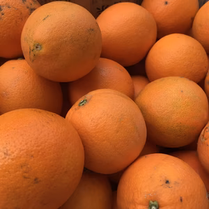 香りも甘みも抜群 ネーブル 5kg