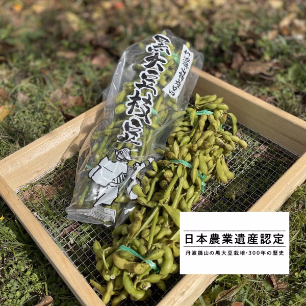 数量限定！枝付き丹波篠山黒枝豆2束入り