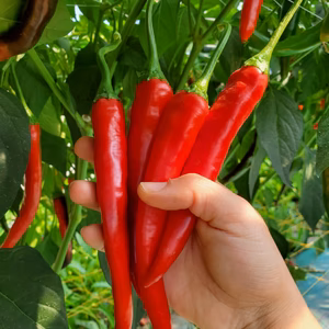 大紅とうがらし 中辛１kg～　唐辛子 北海道産
