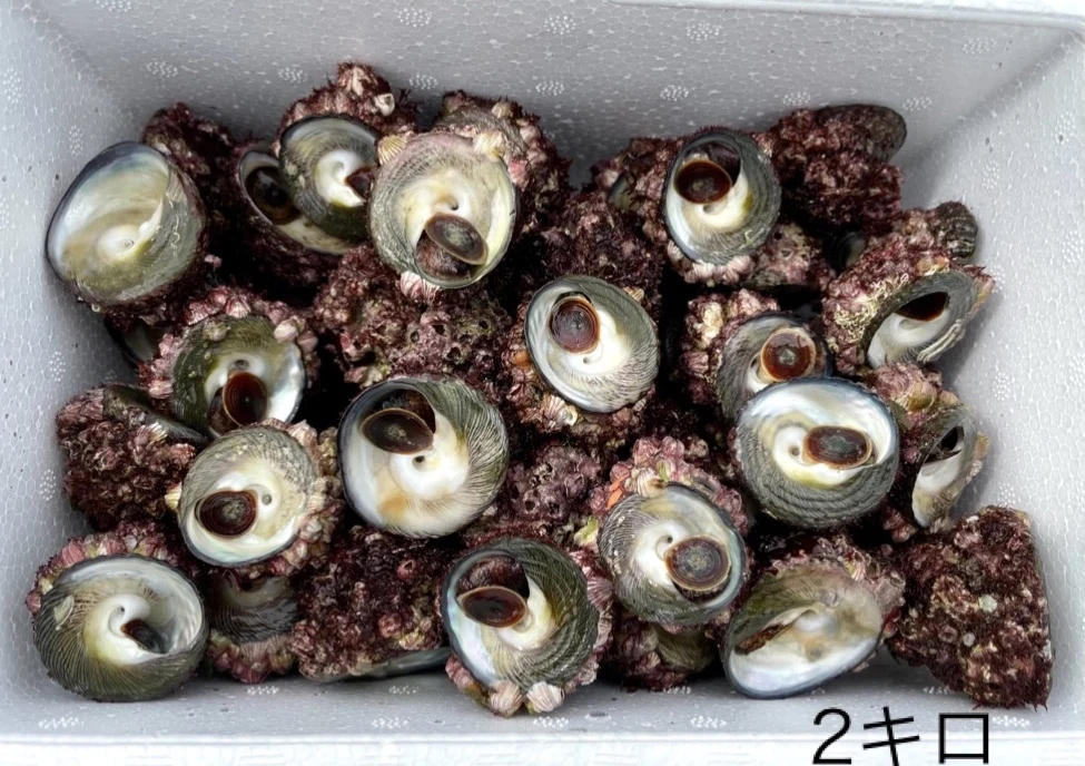 鮮度抜群！ シッタカみな 1kg(約30〜35個)  ※唐津 玄界灘産※
