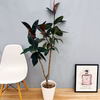 ［在庫］　フィカス　バーガンディ　観葉植物　大型　室内　ゴムの木