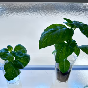 癒し！食育！収穫！カップDEベジタブル　（３品目６個セット）